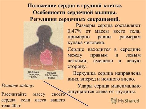 Презентация на тему: "Тема Строение и работа сердца. Положение сердца в ...