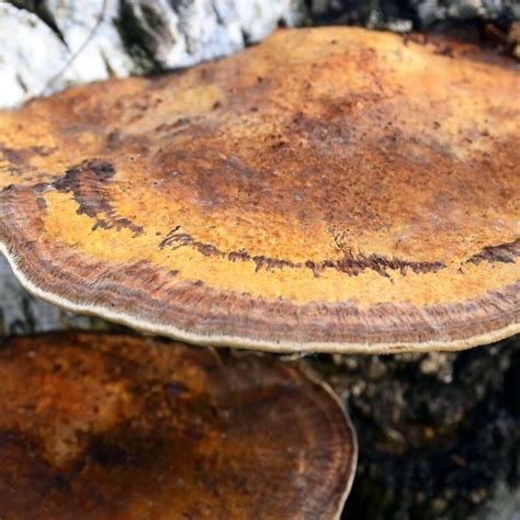 Ganoderma applanatum | All About Growing & Hunting Mushrooms