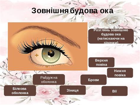 Презентація «Як працює око людини»