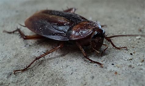 7 Scary Insects That Will Give You Nightmares