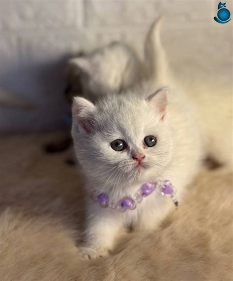 BOMBA GÜZELLİKTE BİRİTİSH BEBEKLER - 188778