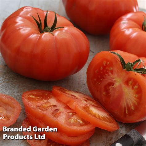 Tomato 'Supersteak' F1 - Seeds | Dobies