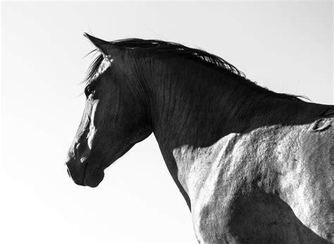 BLACK AND WHITE Horse Print, Large Horse Prints - Etsy