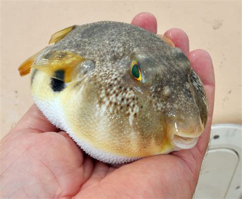 Northern Puffer