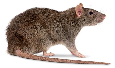 rats