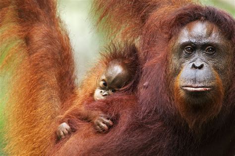 7 от най-добрите майки в животинското царство | WWF