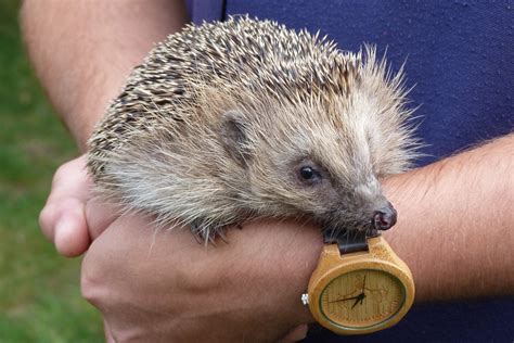 hedgehog spiny mammal  photo  pixabay