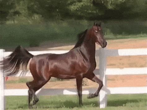 Horse Gif - IceGif