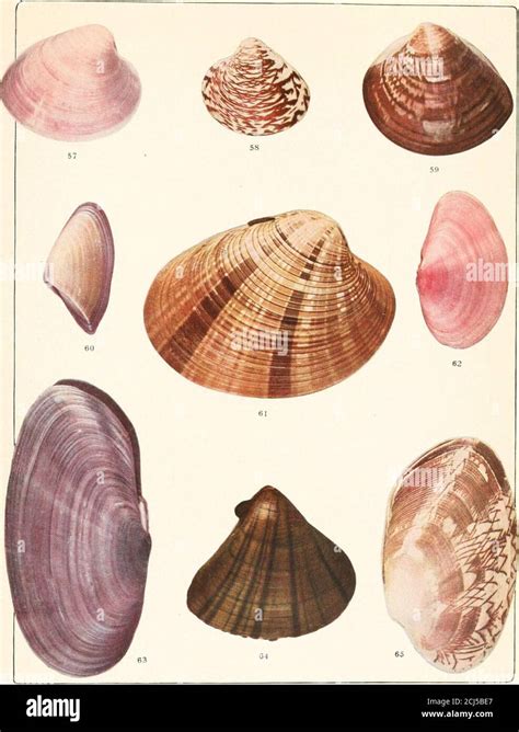 shell book  flatround transparent valves    grows