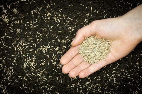 Seed Finance Definition