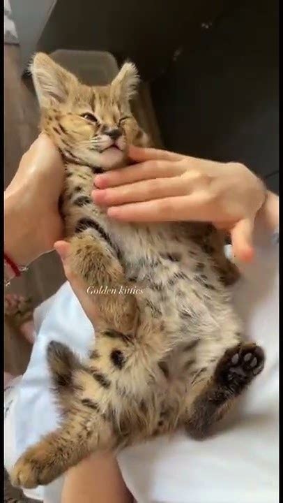 Саванна ф1 НР🐾🥰саванна ф1 это гибрид сервала и домашней кошки - YouTube