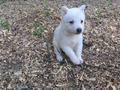 German Shepherd Dog Puppies For Sale In South Carolina