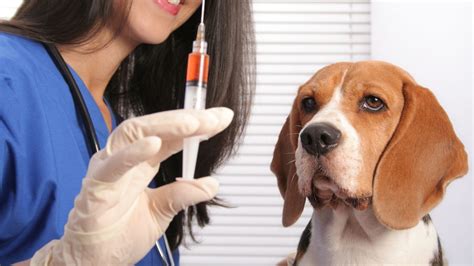 how much to vaccinate a dog