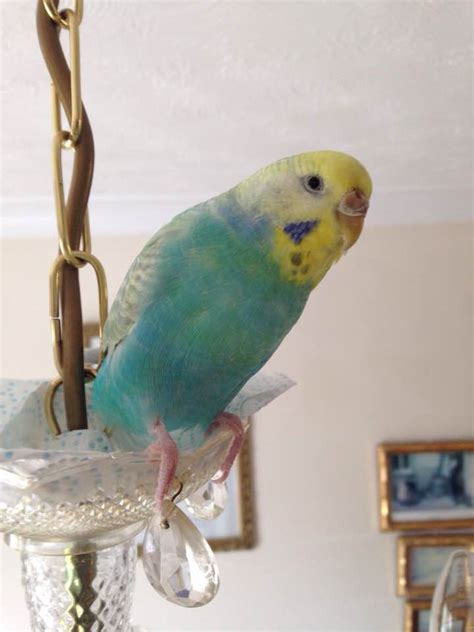 My dear, loving, beautiful Azura (c. October 2018 - 24 December 2022). I uncovered her cage this ...