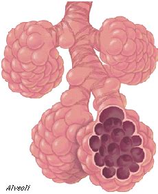 trace cyrus: Alveoli