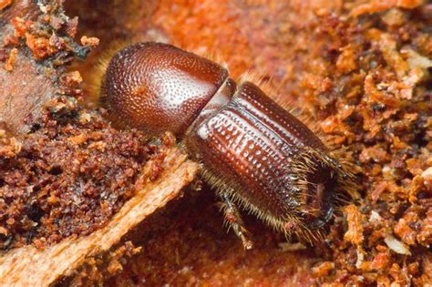 Короед-стенограф или шестизубый короед (Ips sexdentatus)