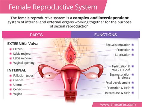 Female Reproductive System: Parts & Functions | SheCares