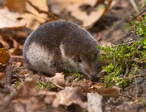 CROWNED SHREW LIFE EXPECTANCY