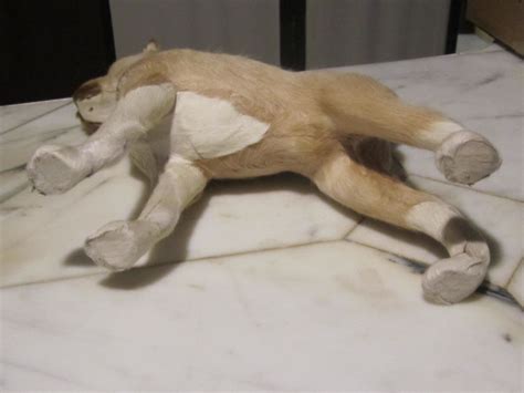 Fox Terrier Life-Like Dog w/ fine Hair... Beautifully Balanced ...