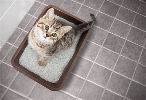 cats giardia treatment 1