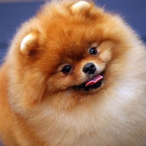 small fluffy dog breeds  pictures  edward mozingo blog