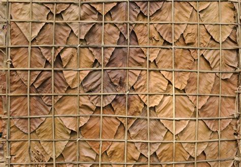 pattern   dry leaf   wall stock photo image  tree home