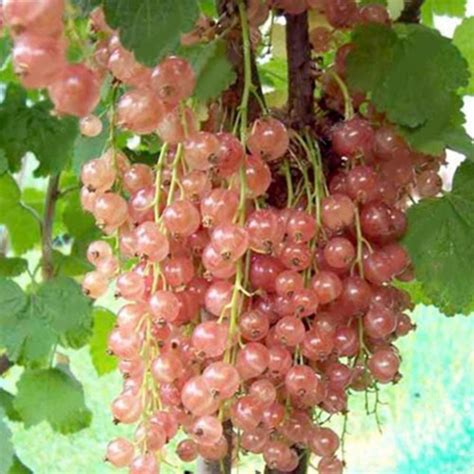 ГОЛЛАНДСКАЯ РОЗОВАЯ смородина. Мичуринские саженцы
