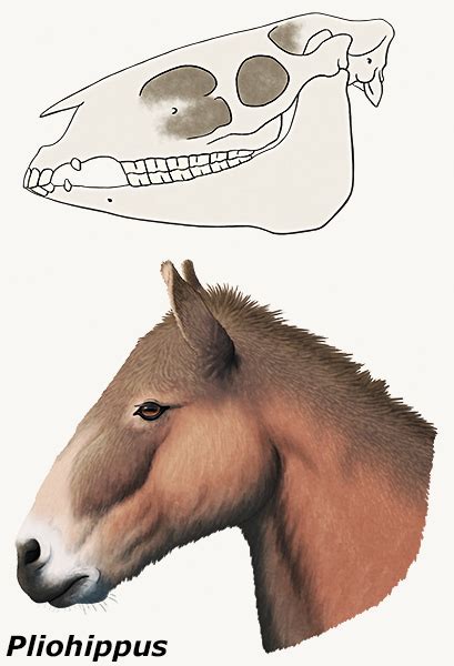 Nix Illustration – Page 60 – Paleontology and science illustration, and ...