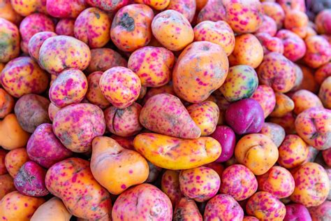 Olluco: What Is It And What Benefits Does It Have? - Bullfrag