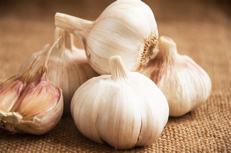 Купить семена чеснока (Garlic) Elephant в Москве: доставка семян по ...