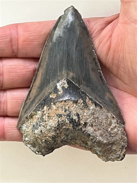 Megalodon - 10,0 cm (3.94 inch) - Carcharocles megalodon - Catawiki