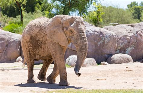 What Does An Elephant Weigh