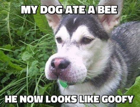 40 Pictures of Cute and Funny Husky Facial Expressions - Tail and Fur