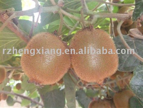 FRESH KIWI FRUIT,China HENGXIANG price supplier - 21food