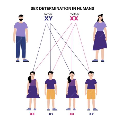 Determinação do sexo em humanos vector infográfico de cromossomos x e y