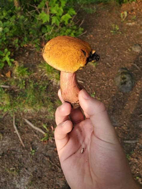 Can anybody tell me what kind of mushroom this is? : r/Mushrooms