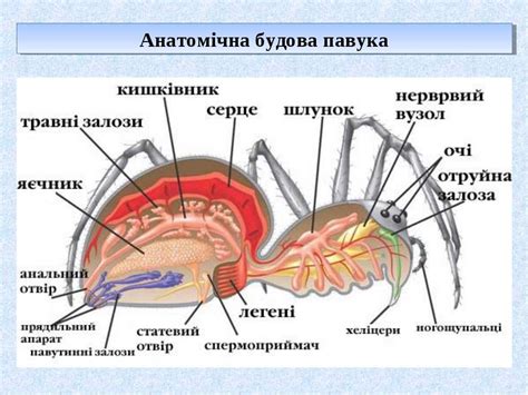 Павуки - презентація з біології