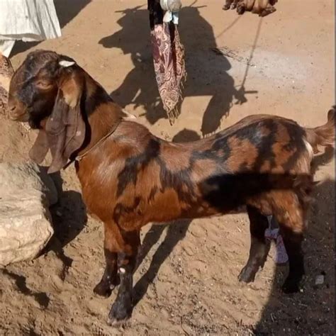 White Jamunapari Female Goat, Milk at ₹ 450/kg in Lucknow | ID ...