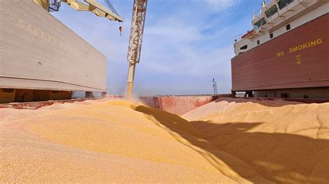 grain exports expected   rise worldcargo news
