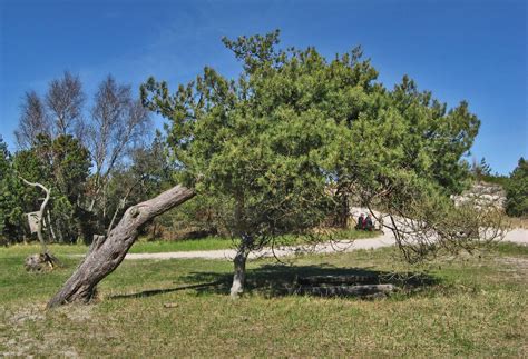 tilted tree  rekokros  deviantart