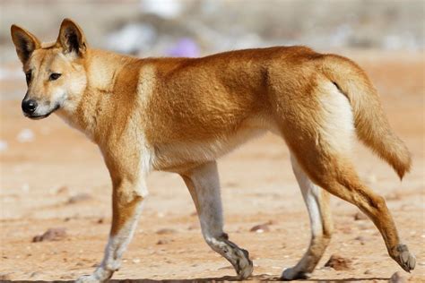 Hướng dẫn cách nuôi chó Dingo ở Úc (Australia)