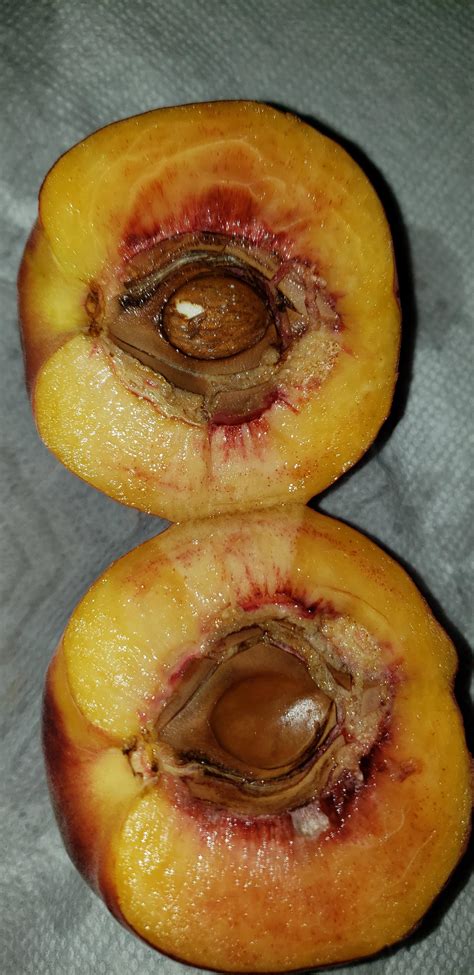 almond    peach rdamnthatsinteresting