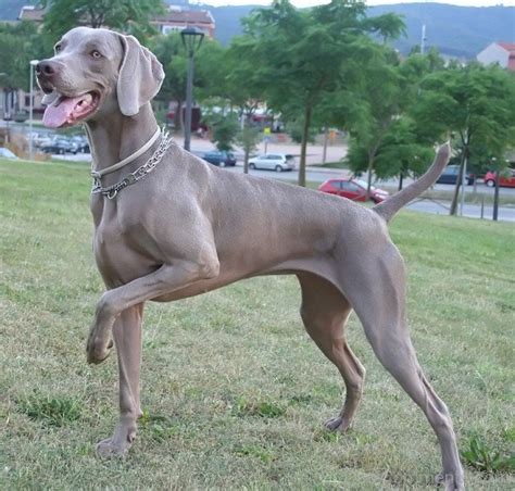 Brown Weimaraner Dog Image - Desi Comments