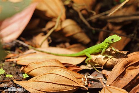 Anolis | Naturfoto.cz