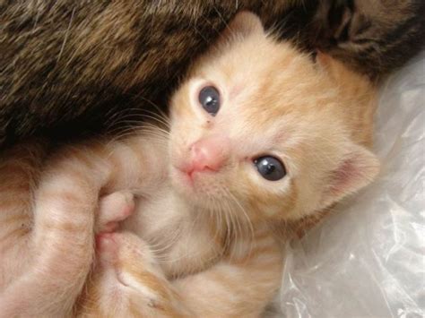Awww, Adorable Kittens (100 pics) - Izismile.com