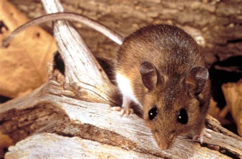 Hantavirus Killed Three More People—How You Can Stay Safe | Alpha Leaders