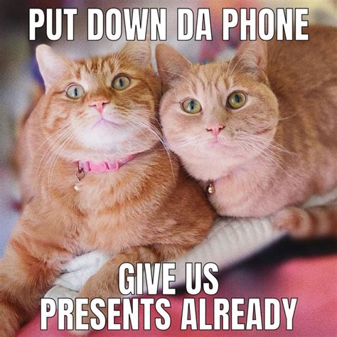 funny happy birthday cat memes
