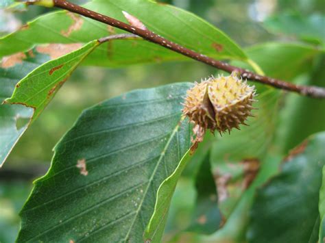 beech nut amazing health benefits  beech nut