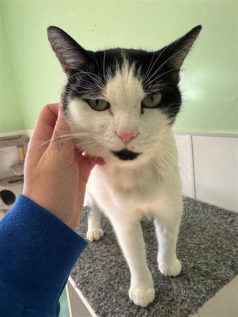 Humane Society Waterville Area | Waterville ME