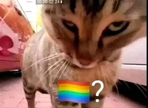 VIOLENT CAT 🌈? | 🏳️‍🌈? / Pride Flag Question Mark | Know Your Meme